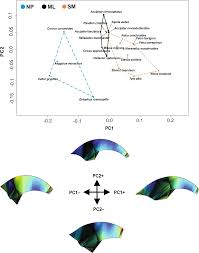 Raptor Talon Shape And Biomechanical Performance Are