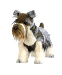 Pin On Miniature Schnauzer
