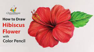 Several colored pencil brushes give your designs an organic textured feel. How To Draw Hibiscus Flower Colored Pencil Flower Drawing Easy Step By Step Art Video Youtube