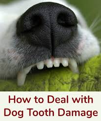 How To Deal With Dog Tooth Damage Dog Toothpaste Diy Dog Toothpaste Dog Teeth Cleaning
