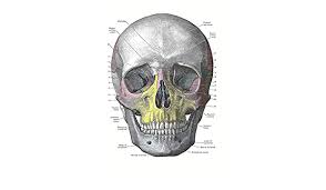 The bones of the upper limb. Amazon Com Wee Blue Coo Art Painting Drawing Drawing Diagram Human Skull Bone Anatomy Large Art Print Poster Wall Decor 18x24 Inch Posters Prints