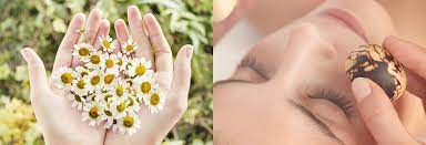 Yves rocher pure calmille product line & camomile tea latte recipe. Soin Apaisant A La Camomille Sauvage Institut De Beaute Toulouse Alsace Yves Rocher