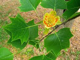 The trees shown in this category are all flowering bonsai trees of different varieties and some may fruit as well. Tulip Tree Questions Bonsai Nut