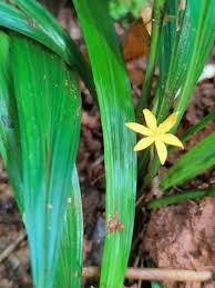 Image result for Curculigo pilosa