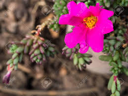 Click on image to view plant details. Pink Flowers Have Yellow Stamens In The Middle Green Leaves Small Succulent The Backdrop Is Brown Ground Stock Photo Picture And Royalty Free Image Image 81932429