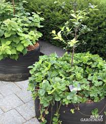 Strawberries can be easily grown in containers and various flower pots. Growing Strawberries In Pots And Baskets How To Plant Grow Winterize