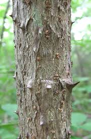 Image result for Tectaria angelicifolia