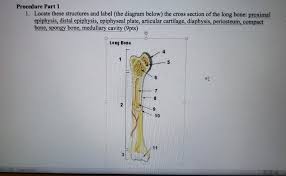 Bone cross section study guide by hmelmackinnon includes 7 questions covering vocabulary, terms and more. Solved Procedure Part 1 1 Locate These Structures And La Chegg Com