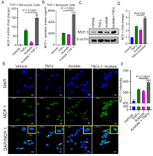 Maybe you would like to learn more about one of these? Ijms Free Full Text Short Chain Fatty Acid Acetate Increases Tnfa Induced Mcp 1 Production In Monocytic Cells Via Acsl1 Mapk Nf Kb Axis Html