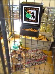 Tips On How To Train Your Dog Successfully 2020 Goruntuler Ile Kopek Oteller