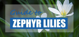 Rainwater also contains more oxygen that tap water. How To Plant Grow Zephyr Lily In Ponds Zephyranthes Candida Pond Informer