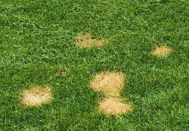 Remember to stay off of your lawn for the first two weeks or until after your first mowing. Why Is My Grass Turning Yellow 5 Ways To Turn It Green Fast Cg Lawn