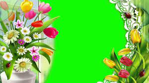 Tulip Flowers Green Screen Video Wedding Background Video 836 Green Screen Video Backgrounds Wedding Background Desktop Background Pictures