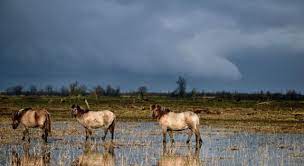 De Oostvaardersplassen In De Winter Hoe Staat Het Er Voor Oostvaardersplassen