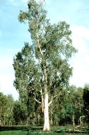 Image result for Melaleuca leucadendron