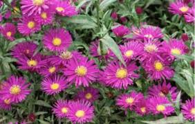 Aster 'Winston Churchill'