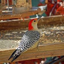 Bird With Red Head And Black And White Feathers Pin On Birds