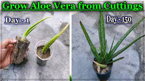 Our farmers market carries tons of aloe vera leaves, so i decided to cut the aloe vera leaf and make aloe gel. Easy Method To Grow Aloe Vera Plant Faster From Cuttings Ll How To Care And Watering Aloe Vera Plant Youtube