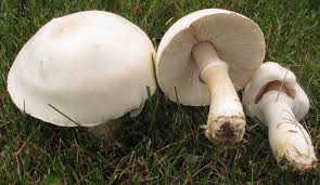 Leucoagaricus leucothites: Identification, Habitat, and Look-Alikes