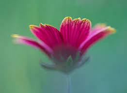 5 Camera Settings That All Macro Photographers Should Know Macro Photography Flowers Macro Photographers Macro Photography Tips