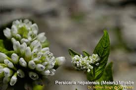 Image result for Persicaria nepalensis