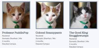 Besides those, which are really beautiful, we recommend naming your cat after your favorite character from literature or film. Someone At The Wisconsin Humane Society Is Really Good At Naming Cats Funny
