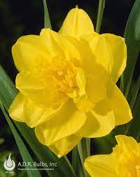 I planted golden ducat thinking it would be a nice change from all the regular trumpet. Narcissi Double Golden Ducat Daffodil From Adr Bulbs