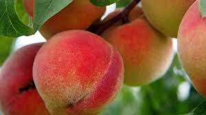 See these pages to find a local peach festival, blueberry festival and other festivals. Stone Fruit 4 Places To Pick Your Own Day Trips Around Rochester Ny