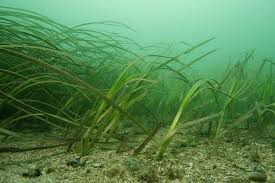 Image result for Zostera capensis