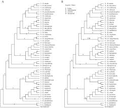 Image result for Diospyros loureiriana