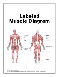 Click on the labels below to find out more about your muscles. Muscle Diagram You Can Do More
