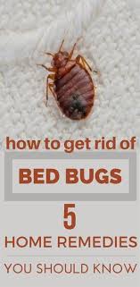 These Bed Bugs Can Give You Sleepless Nights Here S How To Get Rid Of Bed Bugs With These 10 Simple Home Remedies Th Rid Of Bed Bugs Bed Bugs Bed Bug Remedies