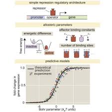 Join to listen to great radio shows, dj mix sets and podcasts. Tuning Transcriptional Regulation Through Signaling A Predictive Theory Of Allosteric Induction Cell Systems