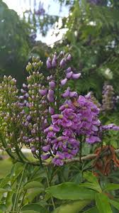 Image result for Lonchocarpus sericeus