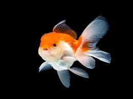What's the name of the red butterfly telescope? 21 Types Of Goldfish Breeds Identification Guide With Pictures It S A Fish Thing