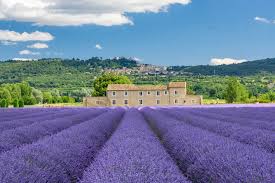 They also contain a number of properties which can be used within your templates to render the field and label. Visiting The Luberon Lavender Fields Of Provence France