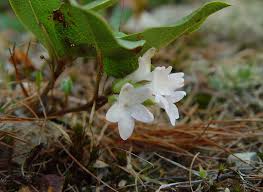 Image result for Aeollanthus repens