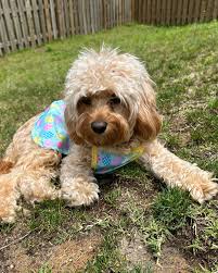 Lady, Ella, Winnie, & Archie (@tru.pets_) • Instagram photos and videos