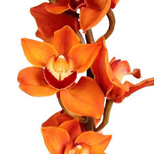 Image result for Monocymbium