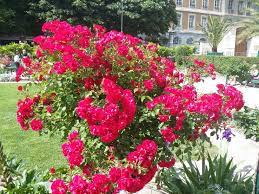 grenoble magnifique bouquet de plantes a la roseraie jardin de ville grenoblecity dailyphoto daily photoo jardin de ville ville de grenoble roseraie