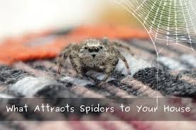 So, how do all those little spiders get inside your home? What Attracts Spiders To Your House Panther Pest Control
