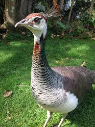 Peahen Tavus Kusu