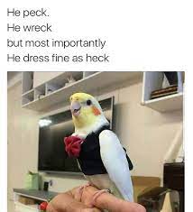 Pin On Bird Memes