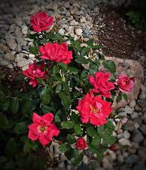Knockout roses can bloom even without fertilizer, but when they are treated with a proper fertilizer they produce healthy and spectacular roses. Knock Outs Not Blooming Reasons For No Blooms On Knock Out Roses