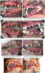 How much does dog teeth cleaning clost? Dental Health Bondurant Animal Clinic