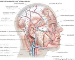 Anatomy subject