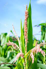 U can see the silk and tassel even the pollen grain also. Corn Field Maize Flowers With Blue Sky Background Stock Photo Picture And Royalty Free Image Image 85854713