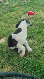 April, May, June, Fred and Ralph are here at the farm. They will be perfect  medium mutts and are great with kids and other dogs. If you are looking  for... | By