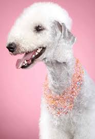 Bedlington Terrier Temperament What Should You Expect