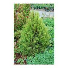 See more ideas about shrubs, plants, yellow shrubs. Thuja Orientalis Franky Boy Platycladus Orientalis Franky Boy Franky Boy Oriental Arborvitae Broken Arrow Nursery